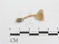 藏品(粉褶菌屬)的圖片