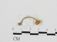 藏品(濕傘屬)的圖片