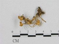 藏品(小菇屬)的圖片