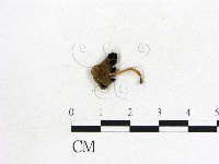 藏品(鬼傘屬)的圖片