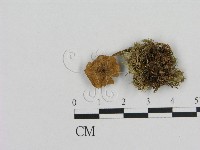 藏品(小菇屬)的圖片