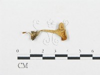 藏品(杯傘屬)的圖片