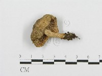 藏品(紅菇屬)的圖片