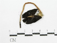 藏品(鬼傘屬)的圖片