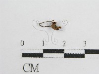 藏品(微皮傘屬)的圖片