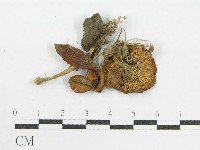 藏品()的圖片