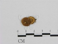 藏品(小菇屬)的圖片