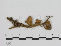 藏品(小菇屬)的圖片