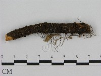 藏品(小皮傘屬)的圖片