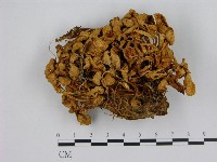 藏品(小菇屬)的圖片