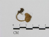 藏品(小菇屬)的圖片