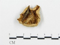 藏品(杯傘屬)的圖片