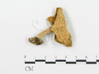 藏品(杯傘屬)的圖片