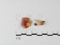 藏品(紅菇屬)的圖片