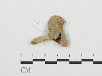 藏品(紅菇屬)的圖片