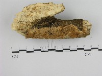 藏品()的圖片