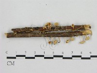 藏品(小皮傘屬)的圖片