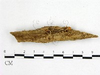 藏品(花耳屬)的圖片