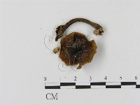 藏品(乳菇屬)的圖片