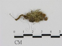 藏品(乳菇屬)的圖片