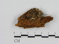 藏品(小菇屬)的圖片