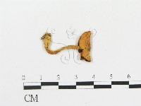 藏品(傘菌屬)的圖片