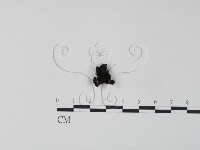 藏品(銀耳屬)的圖片