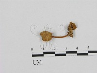 藏品(小菇屬)的圖片