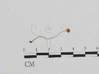 藏品(小菇屬)的圖片