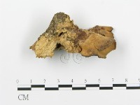 藏品(煙管菌)的圖片