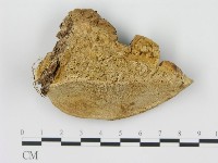 藏品(松生擬層孔菌)的圖片