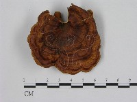 藏品(黄柄小孔菌)的圖片