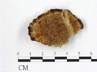 藏品(多年臥孔菌屬)的圖片