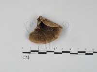 藏品(雲芝)的圖片