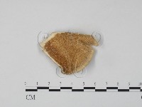 藏品(雲芝)的圖片