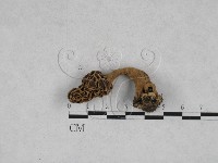 藏品(美味羊肚菌)的圖片