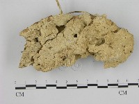 藏品(寡孔菌屬)的圖片