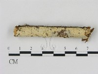 藏品(冇骨消絲齒菌)的圖片