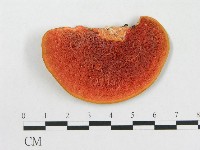 藏品(血紅密孔菌)的圖片