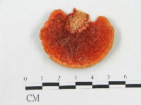 藏品(血紅密孔菌)的圖片