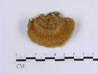 藏品(蠔韌革菌)的圖片