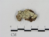 藏品(冇骨消絲齒菌)的圖片