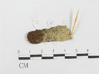 藏品()的圖片