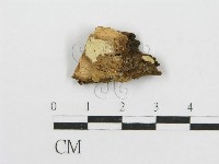 藏品(筍殼菌屬)的圖片