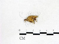 藏品(地星屬)的圖片