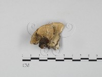 藏品(雲芝)的圖片