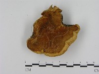 藏品()的圖片