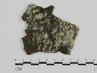 藏品(剛毛絲皮菌)的圖片