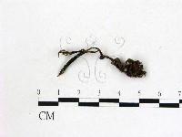 藏品(蟲草屬)的圖片