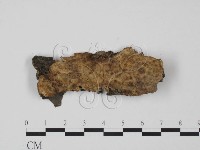 藏品(韌革菌屬)的圖片